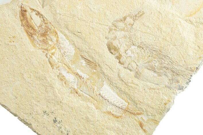 Cretaceous Fossil Fish With Shrimp - Lebanon #249583